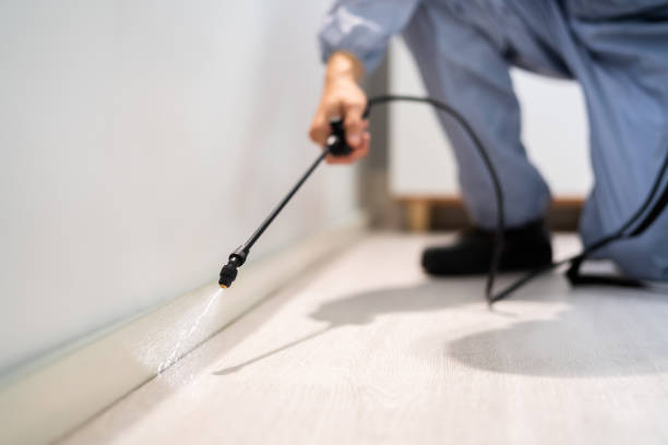 Licensed Ant Control service in Laughlin AFB, TX - Show Me Pest Control
